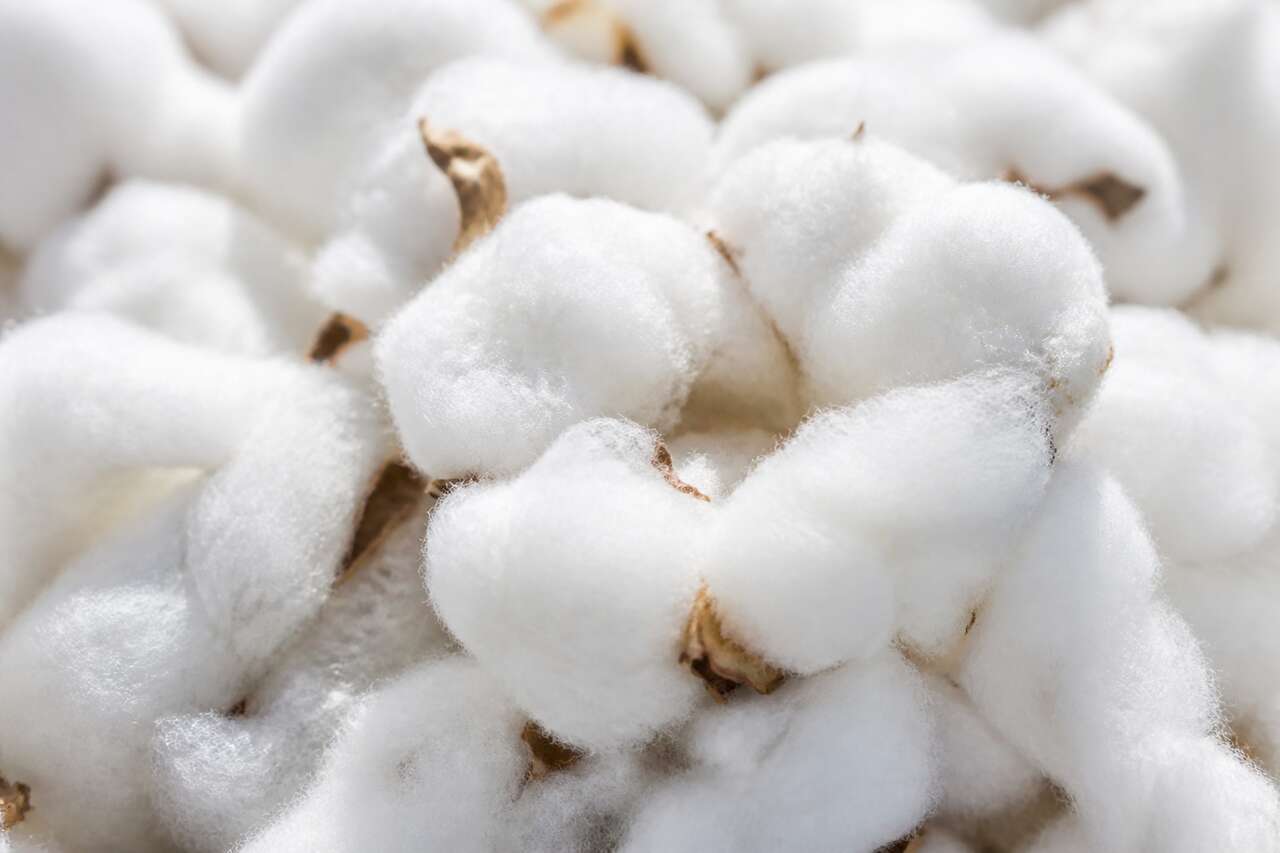Le coton textile, c’est quoi exactement Le coton textile, c’est quoi exactement