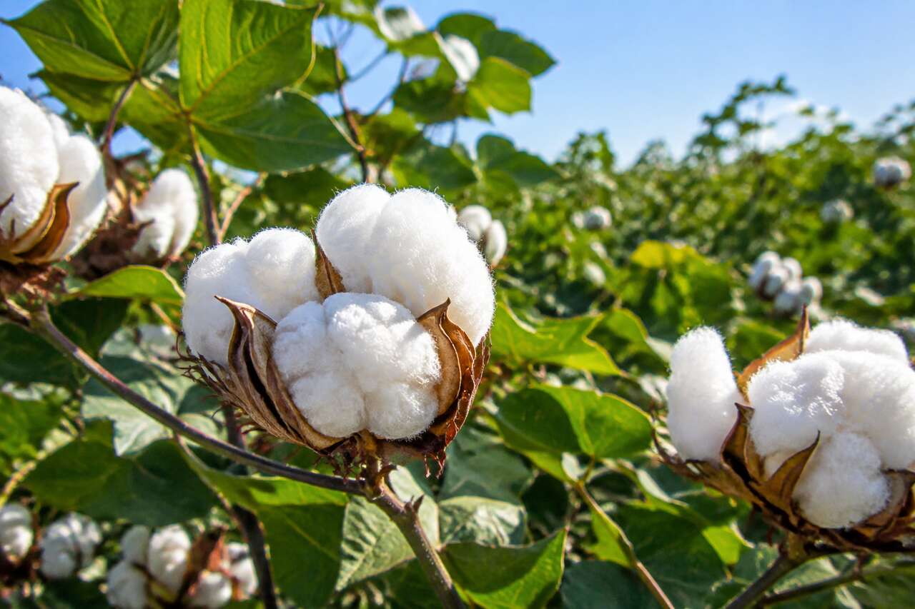 Tout savoir sur le coton : trucs et astuces essentiels
