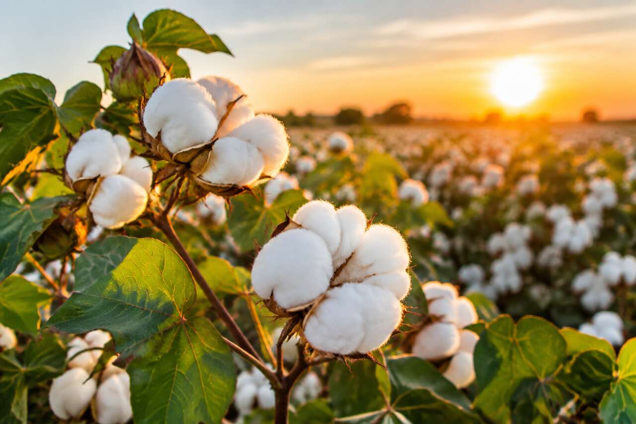 Le coton en bref : une fibre, une plante, une industrie Le coton en bref : une fibre, une plante, une industrie
